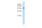 Solute Carrier Family 1 Member 5 antibody, 29-723, ProSci, Enzyme Linked Immunosorbent Assay image 