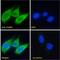 Calbindin 1 antibody, 43-170, ProSci, Western Blot image 