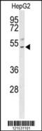 Basic Leucine Zipper Nuclear Factor 1 antibody, TA325106, Origene, Western Blot image 