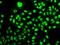 Nicotinamide Phosphoribosyltransferase antibody, GTX55840, GeneTex, Immunofluorescence image 