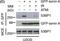 Tumor Protein P53 Binding Protein 1 antibody, NB100-304, Novus Biologicals, Western Blot image 