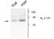 Gamma-Aminobutyric Acid Type A Receptor Alpha5 Subunit antibody, GTX31004, GeneTex, Western Blot image 