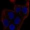 Protein MEMO1 antibody, HPA057952, Atlas Antibodies, Immunofluorescence image 