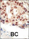 Protein Kinase CGMP-Dependent 2 antibody, 63-330, ProSci, Immunohistochemistry paraffin image 