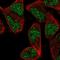 Zinc Finger Protein 627 antibody, HPA073463, Atlas Antibodies, Immunofluorescence image 
