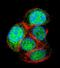 Leucine Rich Repeats And Transmembrane Domains 2 antibody, PA5-71522, Invitrogen Antibodies, Immunofluorescence image 