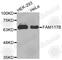 Family With Sequence Similarity 117 Member B antibody, A3551, ABclonal Technology, Western Blot image 