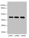 Ras Related GTP Binding C antibody, LS-C676433, Lifespan Biosciences, Western Blot image 