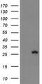 Frataxin antibody, TA504335S, Origene, Western Blot image 