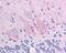 Matrix Metallopeptidase 27 antibody, 49-682, ProSci, Immunohistochemistry paraffin image 