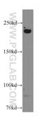 Citron Rho-Interacting Serine/Threonine Kinase antibody, 20033-1-AP, Proteintech Group, Western Blot image 