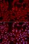 Glutamate Ionotropic Receptor Kainate Type Subunit 2 antibody, LS-C331777, Lifespan Biosciences, Immunofluorescence image 