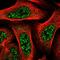 TBC1 domain family member 8 antibody, HPA037496, Atlas Antibodies, Immunofluorescence image 