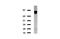 Folate Hydrolase 1 antibody, LS-C796695, Lifespan Biosciences, Western Blot image 