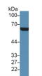 CD36 Molecule antibody, LS-C295966, Lifespan Biosciences, Western Blot image 