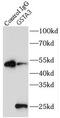 Glutathione S-Transferase Alpha 3 antibody, FNab03688, FineTest, Immunoprecipitation image 