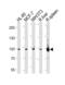 Signal Transducer And Activator Of Transcription 5B antibody, 58-172, ProSci, Western Blot image 