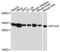Mitochondrial Carrier 2 antibody, A12934, ABclonal Technology, Western Blot image 