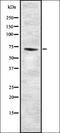 Minichromosome Maintenance 9 Homologous Recombination Repair Factor antibody, orb335384, Biorbyt, Western Blot image 