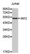 Interferon Regulatory Factor 2 antibody, LS-C330975, Lifespan Biosciences, Western Blot image 