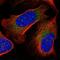 Arginyl-TRNA Synthetase 2, Mitochondrial antibody, HPA042645, Atlas Antibodies, Immunofluorescence image 