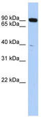 CXXC Finger Protein 1 antibody, TA330630, Origene, Western Blot image 