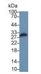 Transcription Factor A, Mitochondrial antibody, LS-C299947, Lifespan Biosciences, Western Blot image 