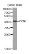 Cyclin I antibody, abx001292, Abbexa, Western Blot image 