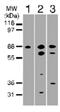 TNF Receptor Superfamily Member 21 antibody, GTX11933, GeneTex, Western Blot image 