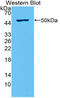 Interferon Lambda 2 antibody, MBS2027895, MyBioSource, Western Blot image 