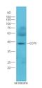Complement C3d Receptor 2 antibody, orb7143, Biorbyt, Western Blot image 