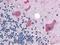 Cyclin B1 antibody, A00745, Boster Biological Technology, Immunohistochemistry frozen image 