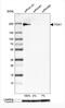 Integrin Subunit Alpha 1 antibody, NBP2-76478, Novus Biologicals, Western Blot image 