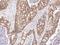 ADP Ribosylation Factor Like GTPase 4A antibody, 106988-T08, Sino Biological, Immunohistochemistry paraffin image 