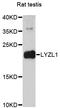 Lysozyme Like 1 antibody, LS-C748846, Lifespan Biosciences, Western Blot image 