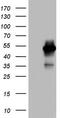 MAPK Activated Protein Kinase 5 antibody, TA804231, Origene, Western Blot image 