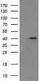 p38 MAPK antibody, LS-C174550, Lifespan Biosciences, Western Blot image 