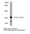Neurotensin Receptor 1 antibody, LS-C177209, Lifespan Biosciences, Western Blot image 