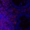 CD45 antibody, A700-012, Bethyl Labs, Immunofluorescence image 
