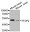 Transcription Factor Dp-2 antibody, STJ25822, St John