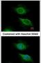 ADP Ribosylation Factor 5 antibody, PA5-21608, Invitrogen Antibodies, Immunofluorescence image 