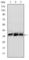 Musashi RNA Binding Protein 2 antibody, abx011204, Abbexa, Western Blot image 