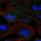 Mannosidase Beta antibody, NBP2-47384, Novus Biologicals, Immunofluorescence image 