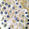 Tissue Specific Transplantation Antigen P35B antibody, LS-C358376, Lifespan Biosciences, Immunohistochemistry frozen image 