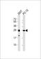 Neural Retina Leucine Zipper antibody, OAAB19847, Aviva Systems Biology, Western Blot image 