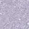 Hydroxysteroid 17-Beta Dehydrogenase 6 antibody, PA5-63669, Invitrogen Antibodies, Immunohistochemistry frozen image 