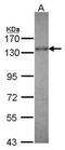 Kinesin Family Member 5A antibody, PA5-28143, Invitrogen Antibodies, Western Blot image 