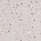 TSC Complex Subunit 2 antibody, NBP1-82849, Novus Biologicals, Immunohistochemistry frozen image 