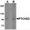 Dispatched RND Transporter Family Member 3 antibody, MBS151200, MyBioSource, Western Blot image 