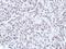 Tcf1 antibody, LS-C186331, Lifespan Biosciences, Immunohistochemistry frozen image 